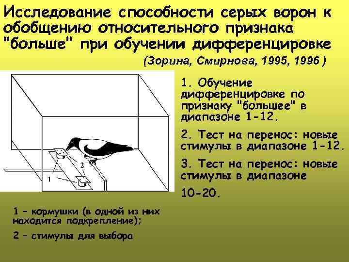 Исследование способности серых ворон к обобщению относительного признака "больше" при обучении дифференцировке (Зорина, Смирнова,