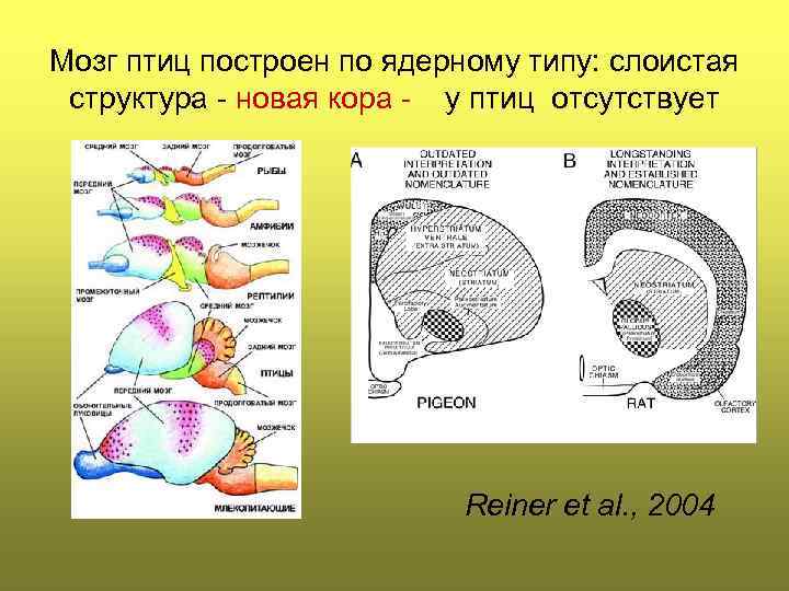 Мозг птиц построен по ядерному типу: слоистая структура - новая кора - у птиц