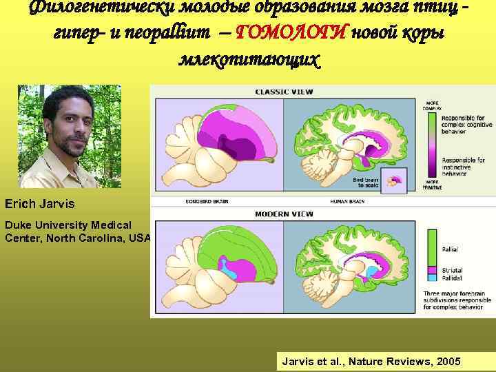 Филогенетически молодые образования мозга птиц гипер- и neopallium – ГОМОЛОГИ новой коры млекопитающих Erich