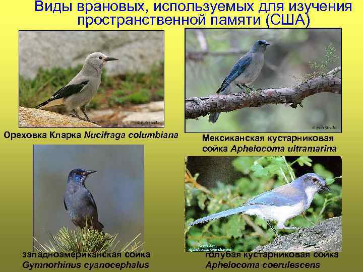 Виды врановых, используемых для изучения пространственной памяти (США) Ореховка Кларка Nucifraga columbiana западноамериканская сойка