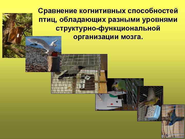 Сравнение когнитивных способностей птиц, обладающих разными уровнями структурно-функциональной организации мозга. 