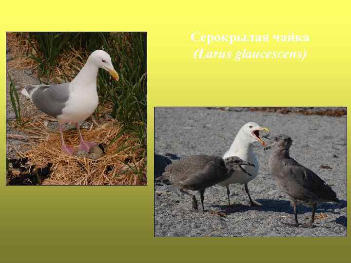 Серокрылая чайка (Larus glaucescens) 