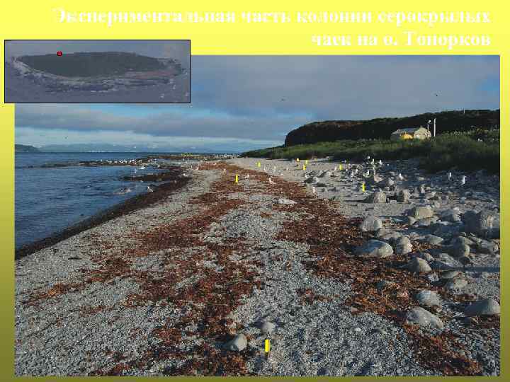 Экспериментальная часть колонии серокрылых чаек на о. Топорков 