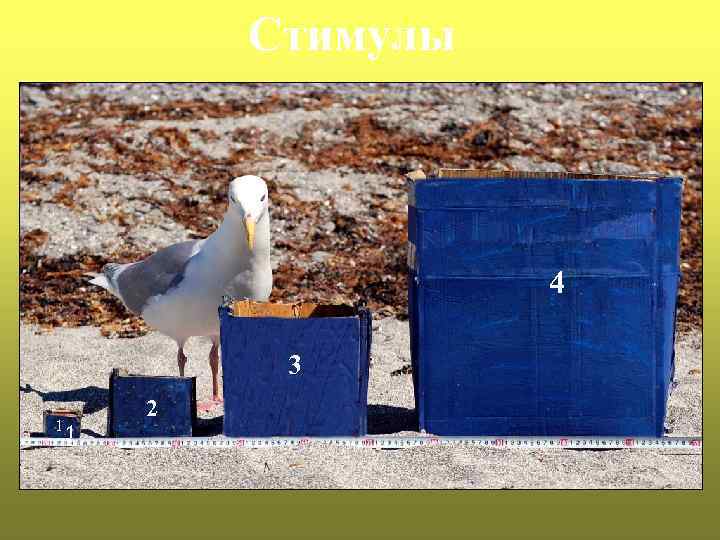 Стимулы 4 3 11 2 