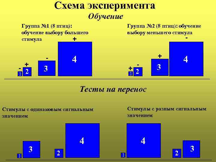 Схема эксперимента Обучение Группа № 1 (8 птиц): обучение выбору большего стимула + -
