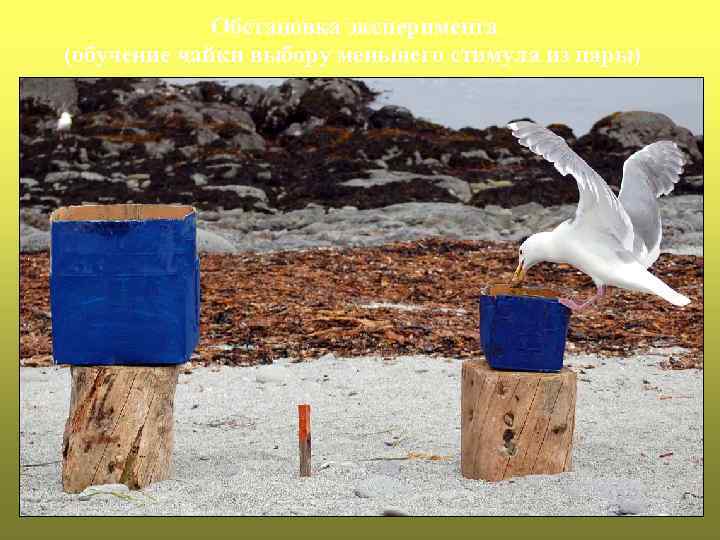 Обстановка эксперимента (обучение чайки выбору меньшего стимула из пары) 