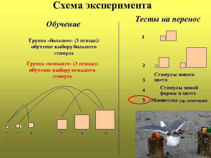Схема эксперимента Тесты на перенос Обучение 1 Группа «большее» (3 птицы): обучение выбору большего