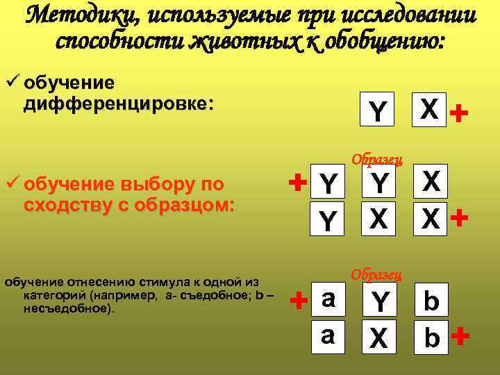 Методики, используемые при исследовании способности животных к обобщению: ü обучение дифференцировке: ü обучение выбору
