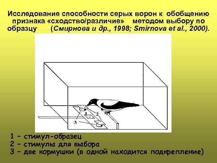Исследование способности серых ворон к обобщению признака «сходство/различие» методом выбору по образцу (Смирнова и