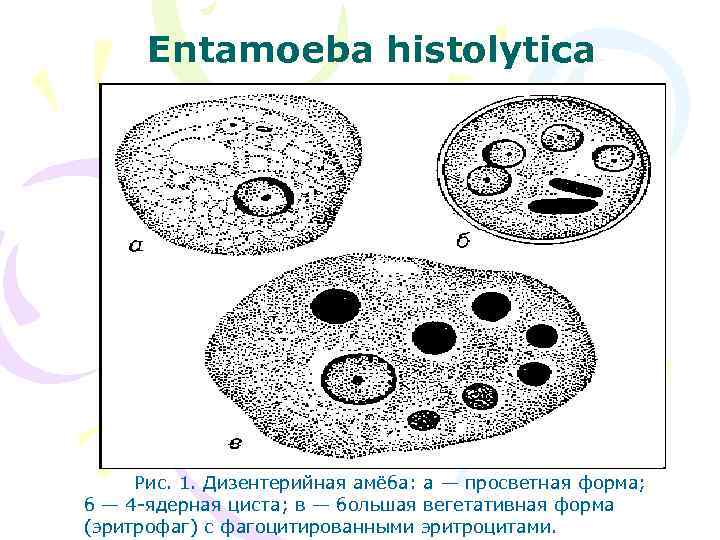 Дизентерийная амеба относится к. Entamoeba histolytica циста. Entamoeba histolytica формы. Дизентерийная амеба (Entamoeba histolytica). Патогенная форма Entamoeba histolytica.