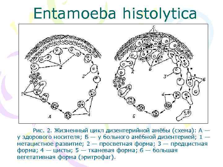 Жизненный цикл дизентерийной амебы схема