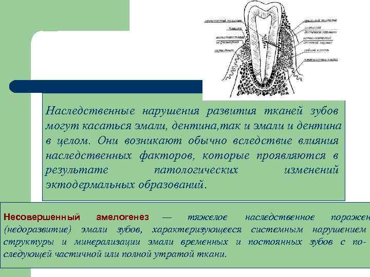 Развитие тканей. Наследственные нарушения развития зубов. Наследственные нарушения развития тканей зуба. Классификация наследственных нарушений развития зубов. Наследственные нарушения структуры зубов.