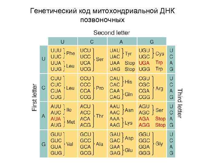 Генетический код митохондриальной ДНК    позвоночных 