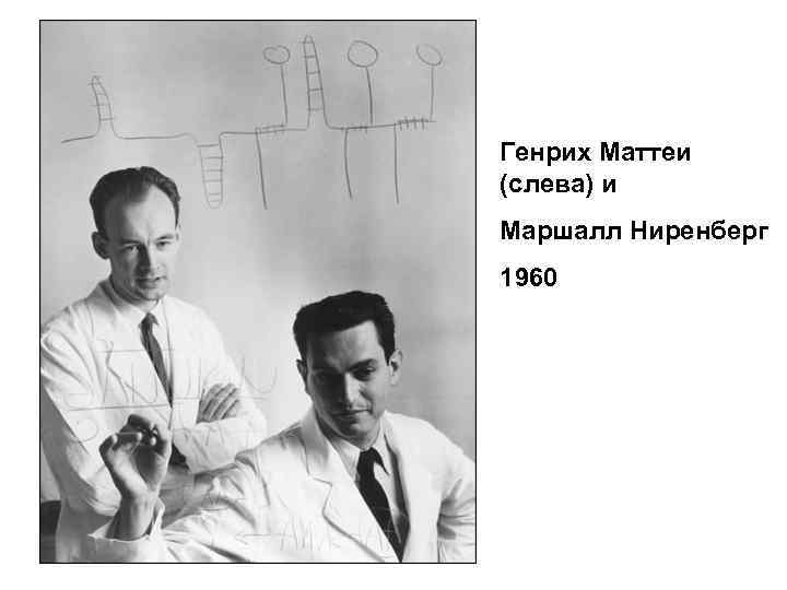 Генрих Маттеи (слева) и Маршалл Ниренберг 1960 