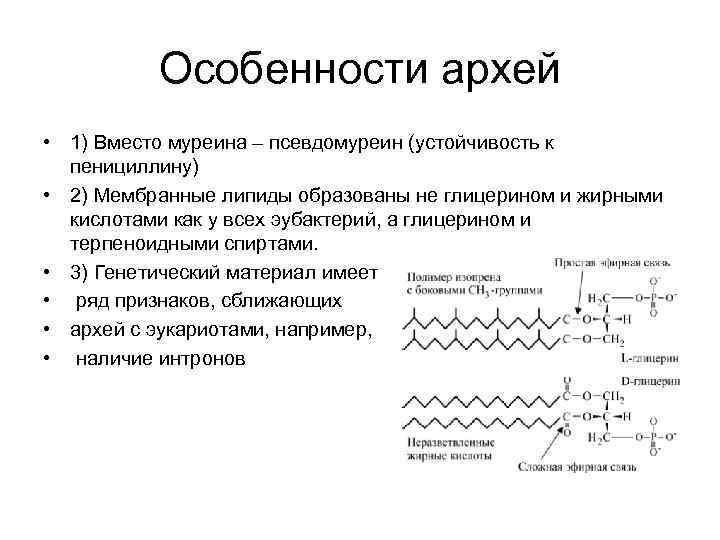 Строение архей. Строение клеточной стенки архебактерий. Строение мембраны Архей. Цитоплазматическая мембрана Архей. Строение оболочки архебактерии.