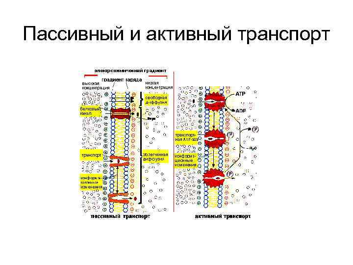 Пассивный и активный транспорт 