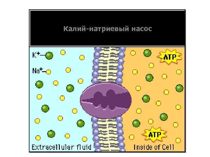 Калий-натриевый насос 