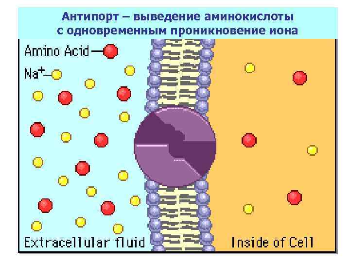  Антипорт – выведение аминокислоты с одновременным проникновение иона 