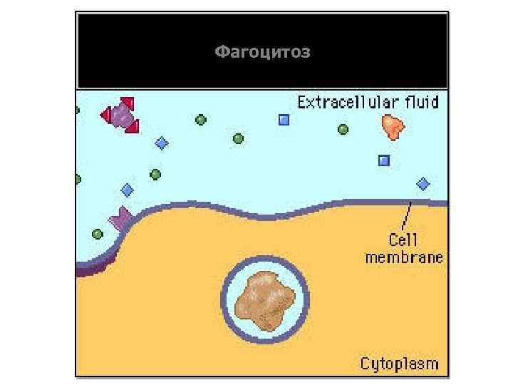Фагоцитоз 