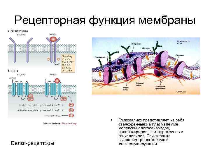 Животные клетки имеют гликокаликс