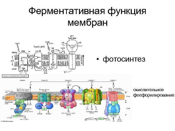 Окислительное фосфорилирование обобщенная схема