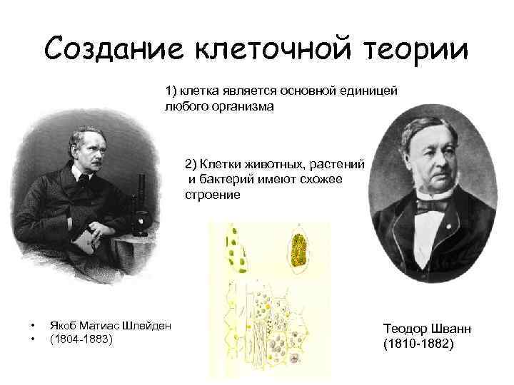   Создание клеточной теории    1) клетка является основной единицей 