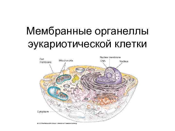 Образует внутреннюю среду клетки. Органелла образующая внутреннюю среду клетки. Органеллы, образующей внутреннюю среду клетки.. Мембранные органеллы эукариотической клетки. Защитные органеллы клеток.