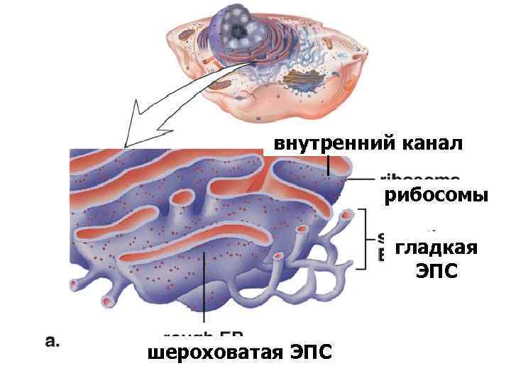    внутренний канал     рибосомы    