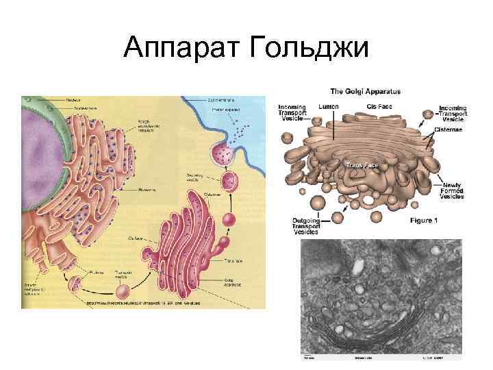 Аппарат гольджи рисунок в клетке