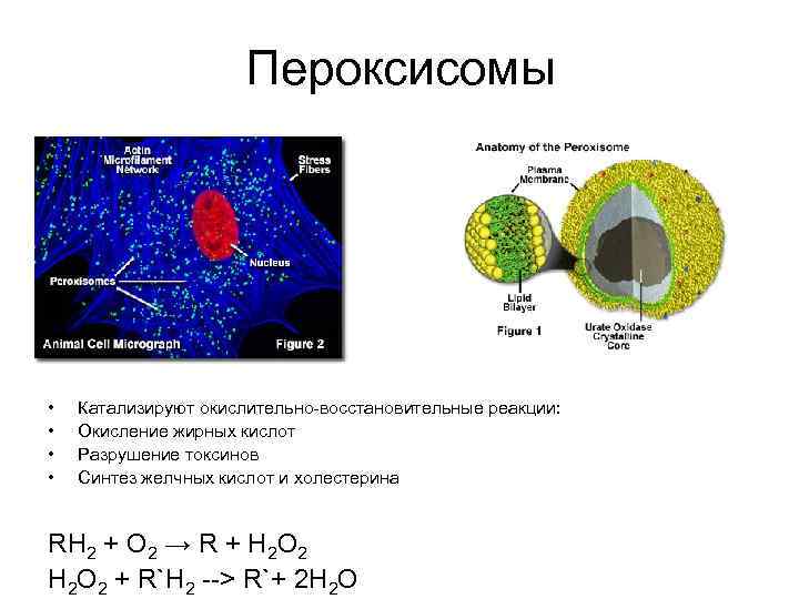      Пероксисомы •  Катализируют окислительно-восстановительные реакции:  • 