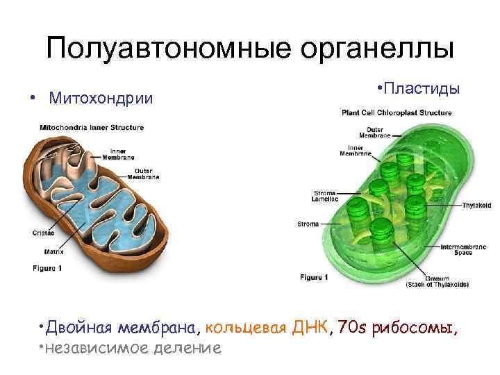 Мембранные органеллы