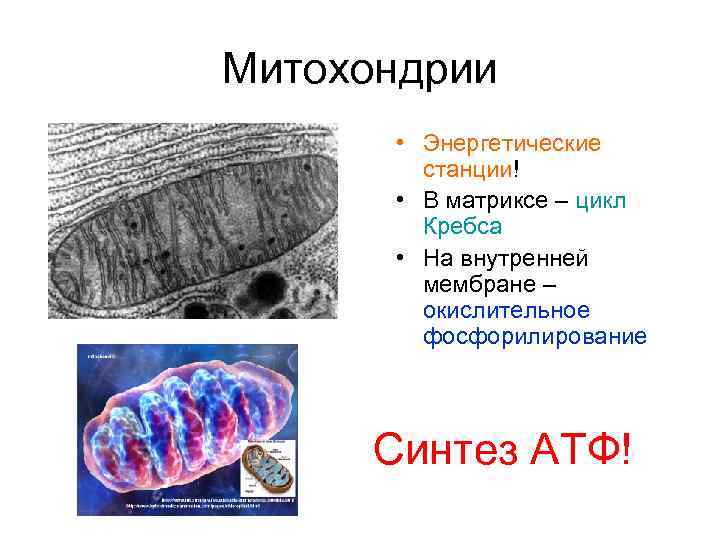 Митохондрии  • Энергетические   станции!  • В матриксе – цикл 