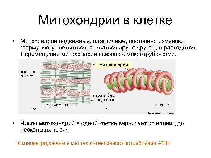    Митохондрии в клетке • Митохондрии подвижные, пластичные, постоянно изменяют  форму,