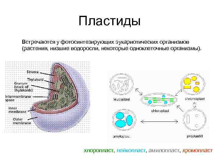 Хлоропласты эукариотической клетки. Пластиды эукариотической клетки. Схема взаимодействия пластид.