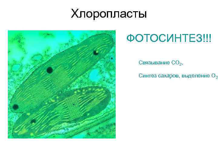 Хлоропласты   ФОТОСИНТЕЗ!!!  Связывание СО 2,  Синтез сахаров, выделение О 2