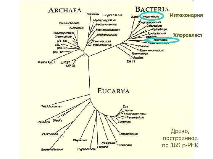  Митохондрия  Хлоропласт  Древо, построенное по 16 S р-РНК 