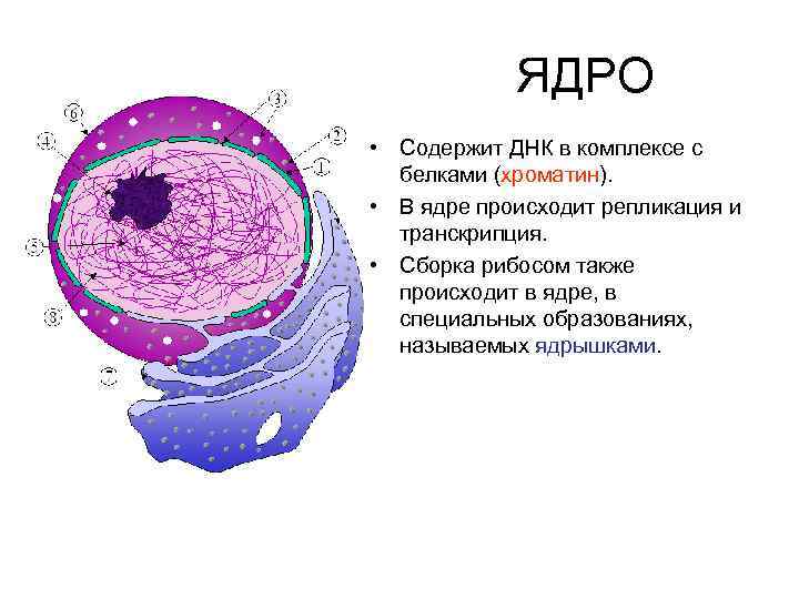Какие структуры в ядрах содержат днк. Строение ядрышка гистология. Хроматин в ядре клетки.