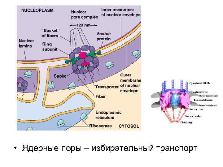 Ядерные поры. Строение ядерного порового комплекса. Поровый комплекс ядра. Ядерный поровый комплекс. Комплекс поры ядра.