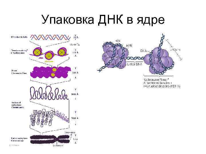 Днк ядра клетки. ДНК В ядре. ДНК В ядре клетки. Упаковка ДНК В ядре. Схема упаковки ДНК В ядре.