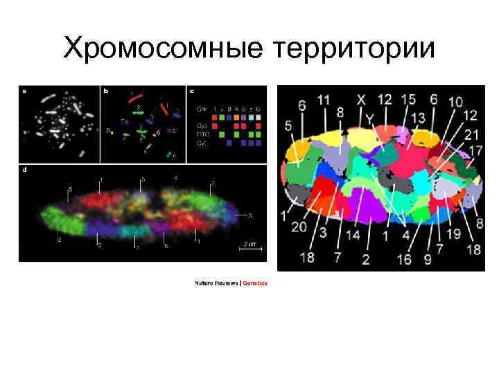 Хромосомные территории 