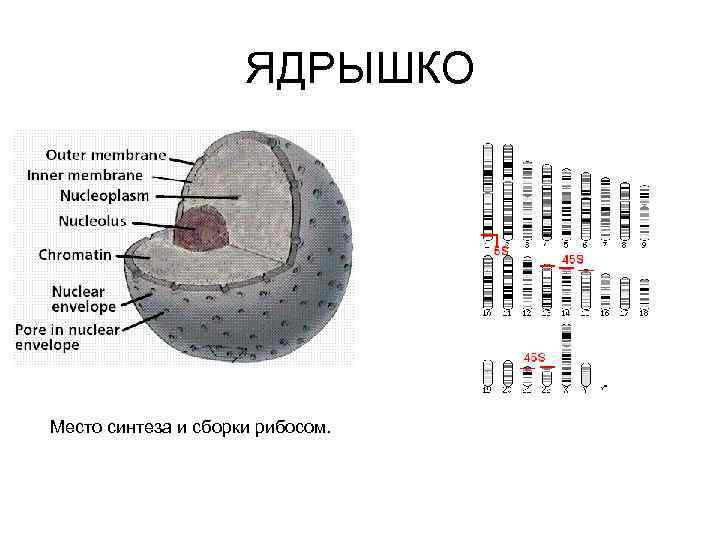      ЯДРЫШКО Место синтеза и сборки рибосом. 