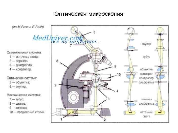 Оптическая микроскопия Оптическая микроскопия