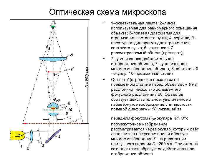 Схема простейшего оптического микроскопа