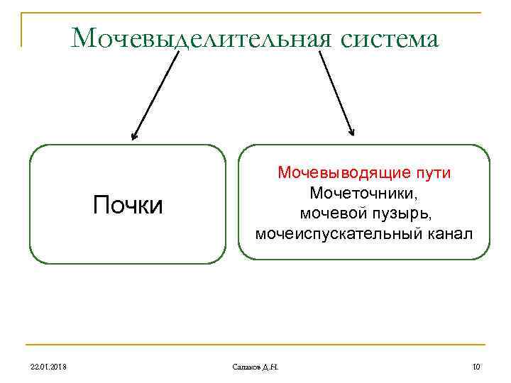 Мочевыделительная система Мочевыводящие пути Мочевыделительная система Мочевыводящие пути