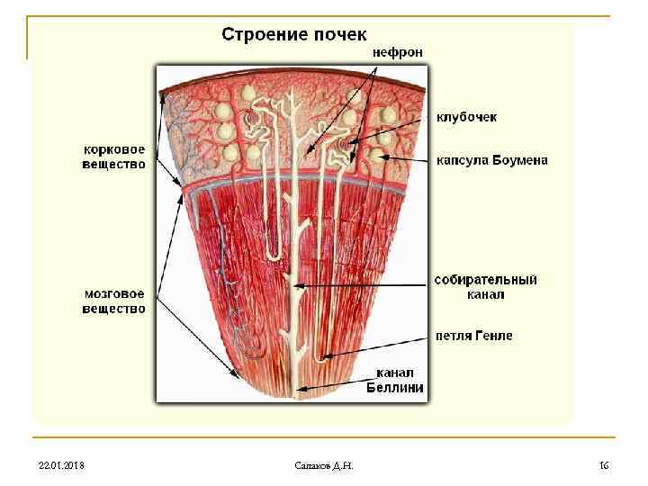 22. 01. 2018 Сапаков Д. Н. 16 22. 01. 2018 Сапаков Д. Н. 16
