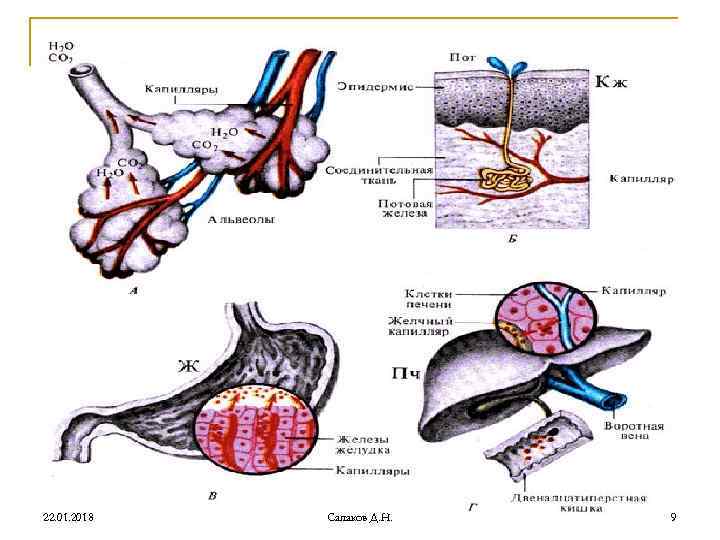 22. 01. 2018 Сапаков Д. Н. 9 22. 01. 2018 Сапаков Д. Н. 9