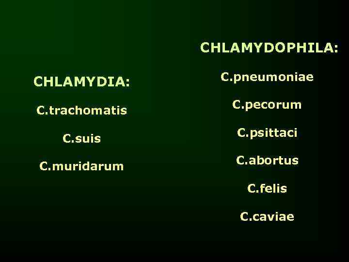     CHLAMYDOPHILA:  CHLAMYDIA:   C. pneumoniae C. trachomatis C.