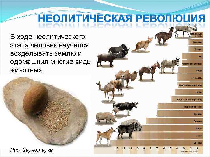 В ходе неолитического этапа человек научился возделывать землю и одомашнил многие виды животных. Рис.