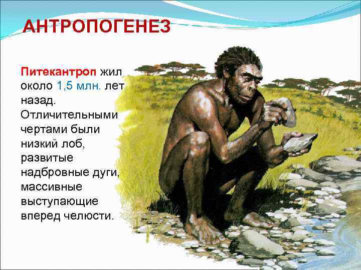 АНТРОПОГЕНЕЗ Питекантроп жил около 1, 5 млн. лет назад. Отличительными чертами были низкий лоб,