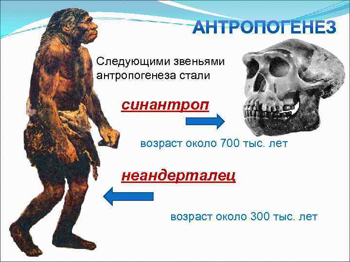 Следующими звеньями антропогенеза стали синантроп  возраст около 700 тыс. лет неандерталец  